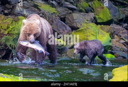 Pêche à l'ours brun/grizzli, forêt nationale de Tongass, Alaska Banque D'Images