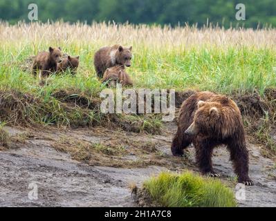 Un ours brun ou grizzli, parc national Katmai, Hallo Bay, Alaska. Banque D'Images