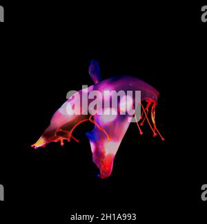 Les gouttes d'eau bleues et rouges tombent d'en haut et entrent en collision avec une goutte d'eau orange sous pression - Liquid Drop Art Banque D'Images