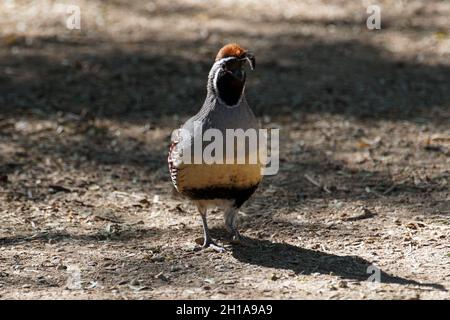 Le Quail de Gambel est abondant dans le désert de l'Arizona Banque D'Images