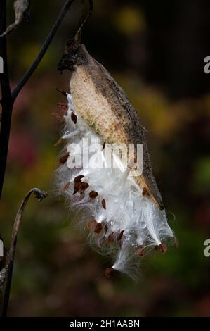 Une lamiade commune, Asclepias syriaca, graine de gousse, ou follicule, qui s'ouvre pour répandre des graines sur le vent dans les montagnes Adirondack, NY Banque D'Images