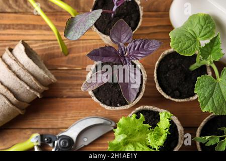 Plante des plantules dans des pots de tourbe sur fond de bois Banque D'Images