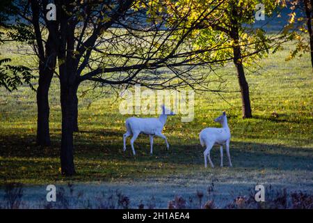 Albino cerf de Virginie (odocoileus virginianus) debout dans une forêt de Wausau, Wisconsin, horizontale Banque D'Images