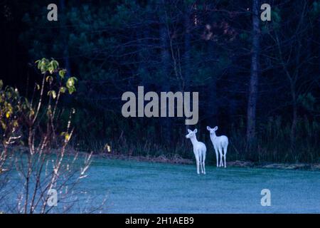 Albino cerf de Virginie (odocoileus virginianus) debout dans une forêt de Wausau, Wisconsin, horizontale Banque D'Images