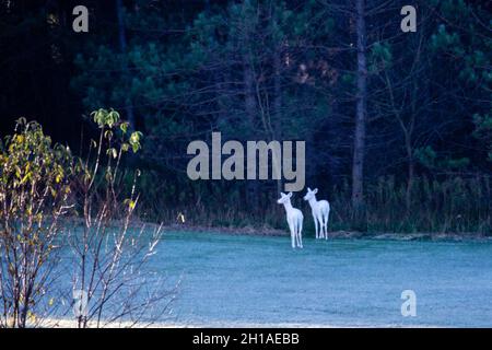 Albino cerf de Virginie (odocoileus virginianus) debout dans une forêt de Wausau, Wisconsin, horizontale Banque D'Images