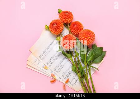 Magnifiques fleurs de dahlia et feuilles de notes sur fond rose Banque D'Images