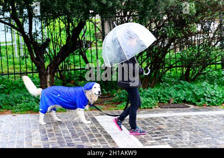 Une femme grecque avec son chien de compagnie marchant à Athènes un jour de pluie. Banque D'Images