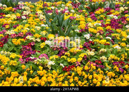 Le printemps fleurit dans les Fitzroy Gardens, Melbourne, Australie Banque D'Images