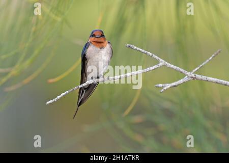 Une allow de bienvenue pour adultes (Hirundo neoxena) perchée dans un arbre en Nouvelle-Galles du Sud, en Australie Banque D'Images