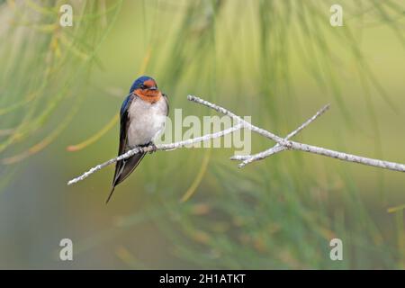 Une allow de bienvenue pour adultes (Hirundo neoxena) perchée dans un arbre en Nouvelle-Galles du Sud, en Australie Banque D'Images