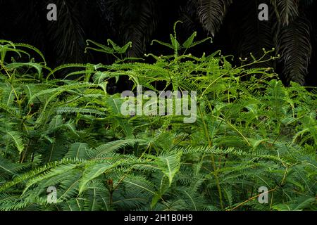 Fougères communes Ditranopteris linearis, que l'on trouve sur la plupart des routes de Malaisie.Points de mise au point sélective. Banque D'Images