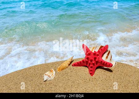 Starfish et conch sur une plage de sable. Banque D'Images