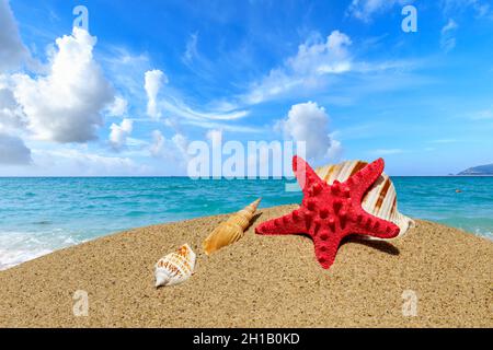 Starfish et conch sur une plage de sable, vacances d'été. Banque D'Images