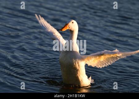 American White Pekin - Anas platyrhynchos Banque D'Images