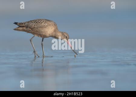 Marbré godwit (Limosa fedoa) recherche de nourriture sur une plage de la côte ouest à point Reyes National Seashore dans le comté de Marin, Californie. Banque D'Images