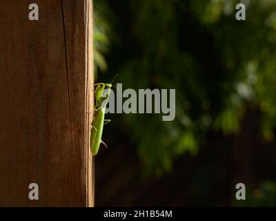 Une mante femelle (Mantis religiosa) assise sur un poste en bois, jour ensoleillé à la fin de l'été, Vienne (Autriche) Banque D'Images