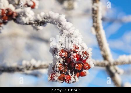 Rowan Berry sur des branches couvertes de givre Banque D'Images