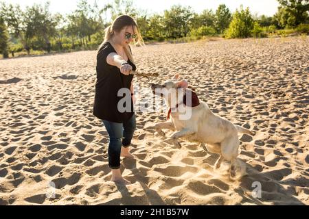 Chien labrador tête à l'extérieur dans la nature exécute des commandes Banque D'Images