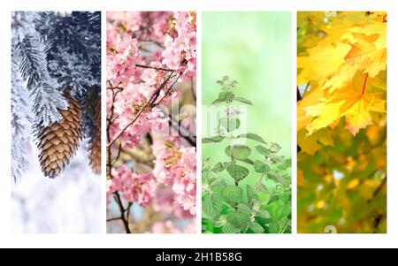 Quatre saisons de l'année. Ensemble de bannières verticales nature avec scènes d'hiver, de printemps, d'été et d'automne. Espace de copie pour le texte Banque D'Images