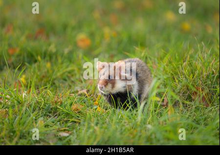 Un grand hamster dans un pré à la recherche de nourriture, cimetière de Meidling (Vienne, Autriche) Banque D'Images