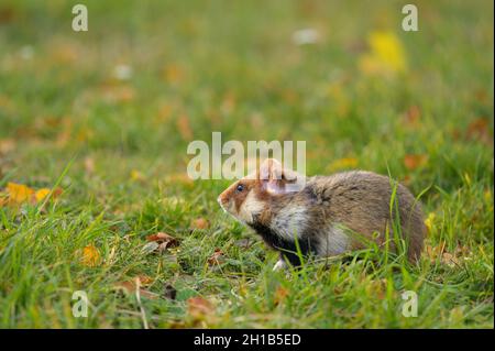 Un grand hamster dans un pré à la recherche de nourriture, cimetière de Meidling (Vienne, Autriche) Banque D'Images