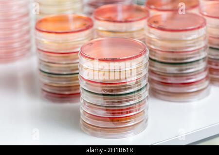 Les boîtes de Petri rouges et jaunes sont empilées dans un laboratoire de microbiologie sur le fond du laboratoire de bactériologie. Banque D'Images