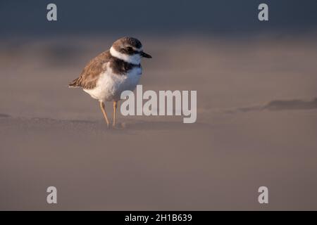 Le pluvier semipalmé (Charadrius semipalmatus), un petit oiseau de rivage migrateur sur la plage de point Reyes, en Californie. Banque D'Images