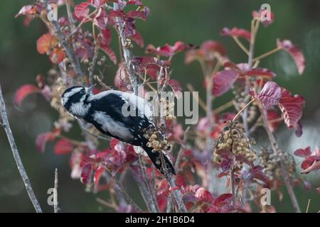 Un pic à bois (Picoides pubescens) qui se nourrit de baies de chêne toxique (Toxicodendron diversilobum) dans le parc régional Anthony Chabot en Californie. Banque D'Images