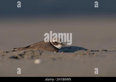 Le pluvier semipalmé (Charadrius semipalmatus), un petit oiseau de rivage migrateur sur la plage de point Reyes, en Californie. Banque D'Images