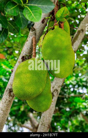 De délicieux fruits de la jaquette poussent sur l'arbre. Banque D'Images