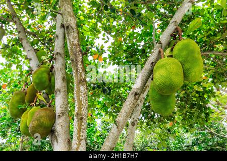 De délicieux fruits de la jaquette poussent sur l'arbre. Banque D'Images