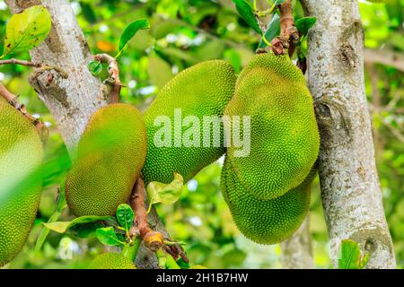 De délicieux fruits de la jaquette poussent sur l'arbre. Banque D'Images