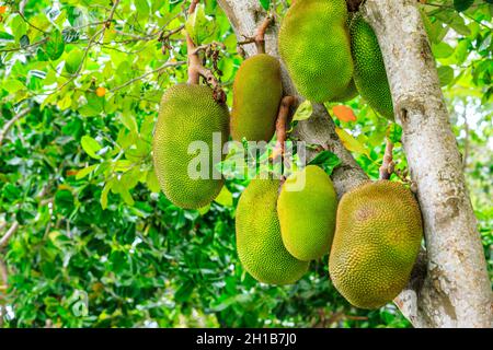 De délicieux fruits de la jaquette poussent sur l'arbre. Banque D'Images