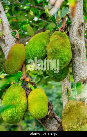 De délicieux fruits de la jaquette poussent sur l'arbre. Banque D'Images