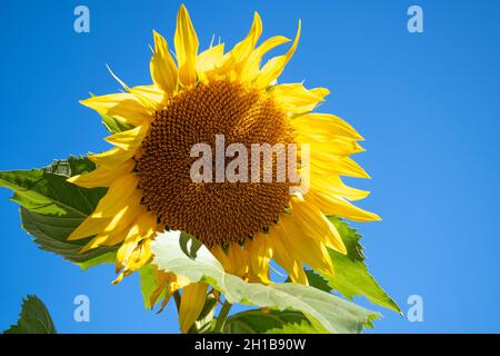 Magnifique tournesol avec fond bleu ciel, gros plan Banque D'Images