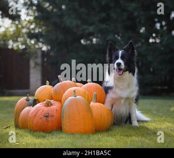 Border Collie se trouve à côté du groupe de citrouilles dans le jardin.Joli chien noir et blanc aux légumes de fête. Banque D'Images