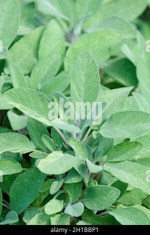 Salvia officinalis, sauge ou sauge commune, largement utilisé comme herbe pour aromatiser les plats de viande Banque D'Images