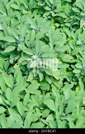 Salvia officinalis, sauge ou sauge commune, largement utilisé comme herbe pour aromatiser les plats de viande Banque D'Images