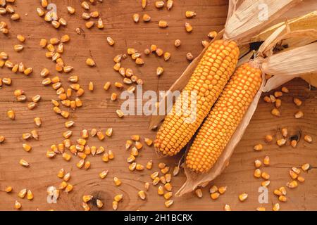 Cornobes et céréales sur fond de bois rustique, vue de dessus des cultures de maïs récoltées pour les concepts agricoles et de culture Banque D'Images