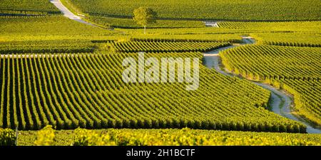 FRANCE, MARNE (51) VIGNOBLES DE COTEAUX CHAMPENNOIS PREMIER CRU Banque D'Images