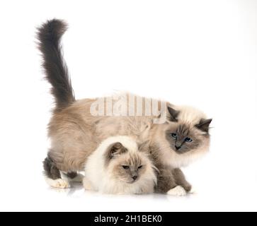 birman chats devant un fond blanc Banque D'Images