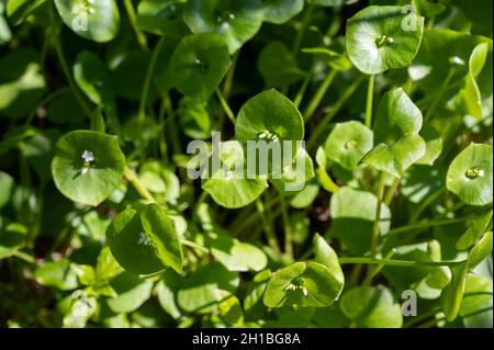 Fleurs printanières de Claytonia perfoliata ou de laitue du mineur, laitue indienne, beauté printanière, fond d'hiver. Banque D'Images
