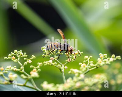 Photo macro d'un hornet à queue noire sur de petites fleurs de vigne bushkiller Banque D'Images