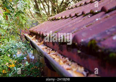 Nettoyer le toit des feuilles tombées.Entretien à domicile.Une gouttière propre en automne. Banque D'Images