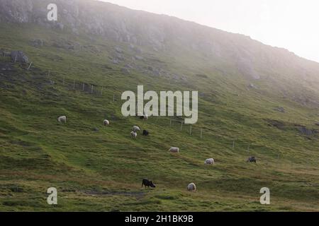 Moutons broutant dans la brume matinale sur la montagne Slaetteratidindur, Eysturoy, îles Féroé, Scandinavie, Europe. Banque D'Images