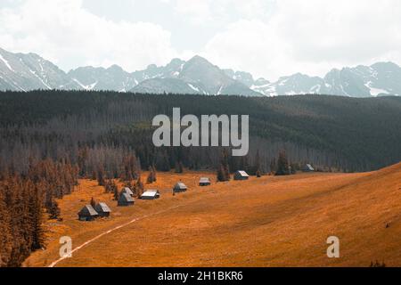 Route rurale avec des maisons d'arbres de village menant à travers la région montagneuse des Carpates, Ukraine Banque D'Images