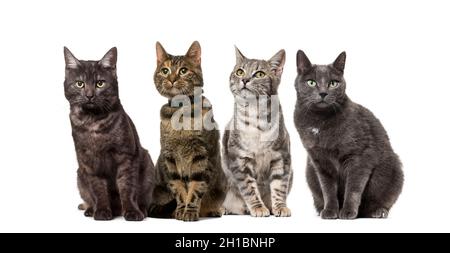 Grand groupe de chats domestiques crossbred assis dans une rangée, animaux de compagnie, isolés sur blanc Banque D'Images