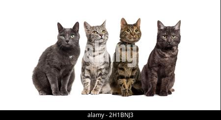 Grand groupe de chats domestiques crossbred assis dans une rangée, animaux de compagnie, isolés sur blanc Banque D'Images