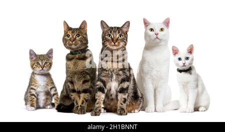 Grand groupe de chats domestiques crossbred, adultes et chaton, assis dans une rangée, animaux de compagnie.L'un porte un collier, isolé sur blanc Banque D'Images