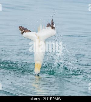 Le Majestic Northern Gannet a pris l'entrée dans l'océan dans la poursuite chaude de poissons Banque D'Images